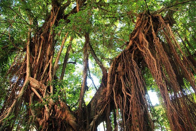 ficus tree