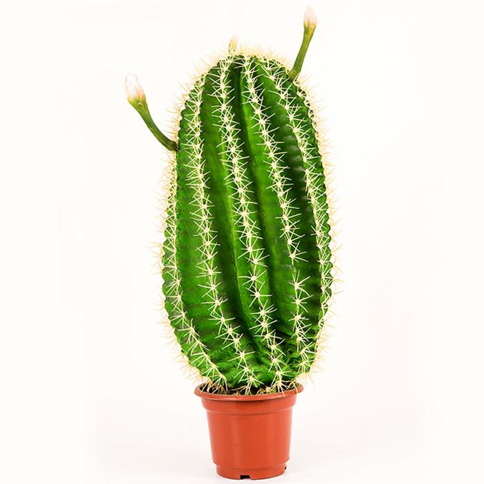 High Imitation Artificial Cactus