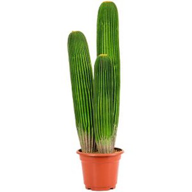 Artificial Fölsuð kaktus